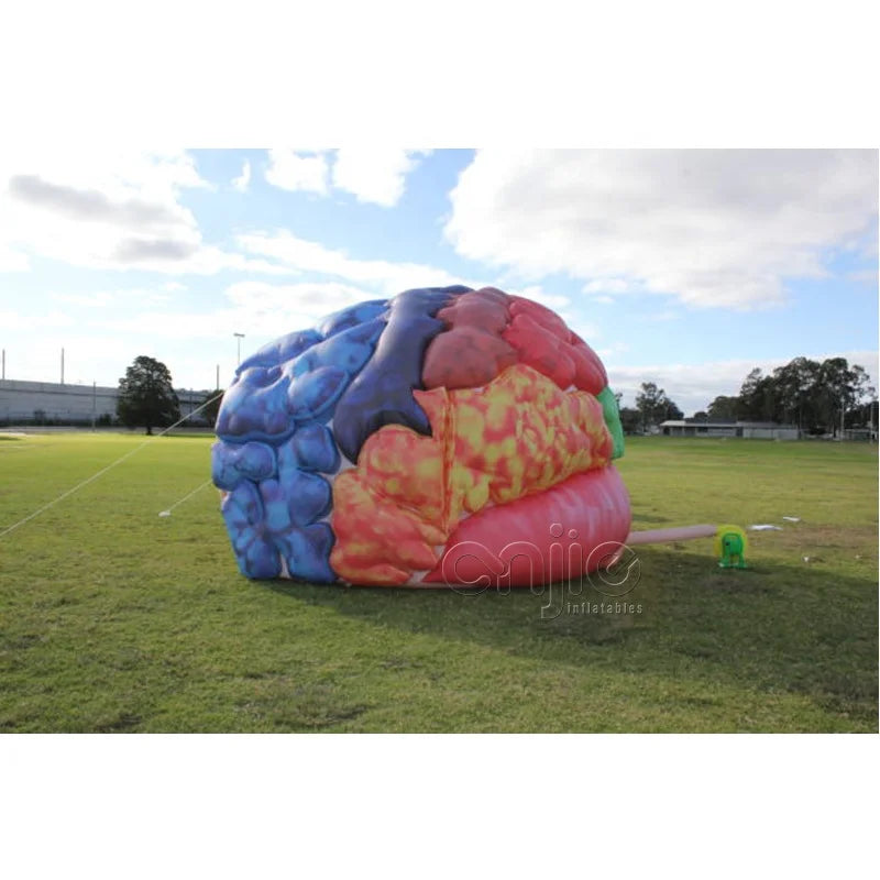 Medical Inflatables Exhibit Inflatable Human Organs Educational Brain Models