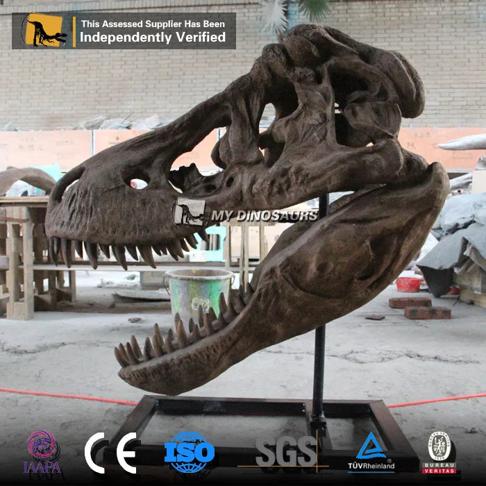 My Dino Artificial Life Size Dinosaur T-rex Head Skeleton