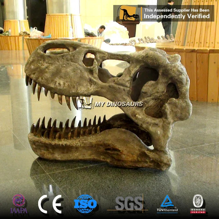 My Dino Artificial Life Size Dinosaur T-rex Head Skeleton