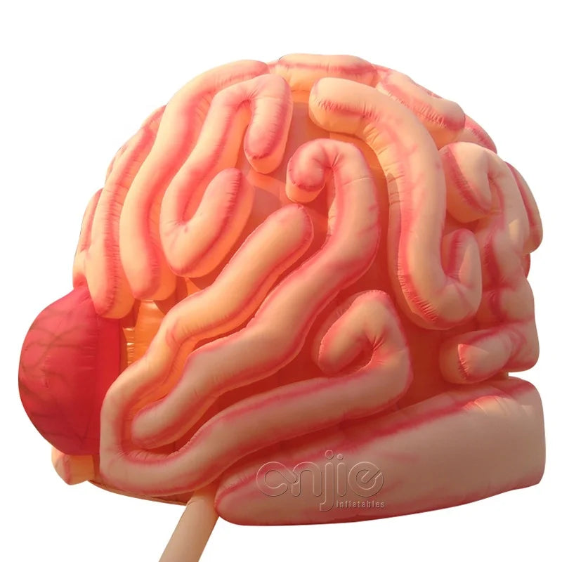 Medical Inflatables Exhibit Inflatable Human Organs Educational Brain Models