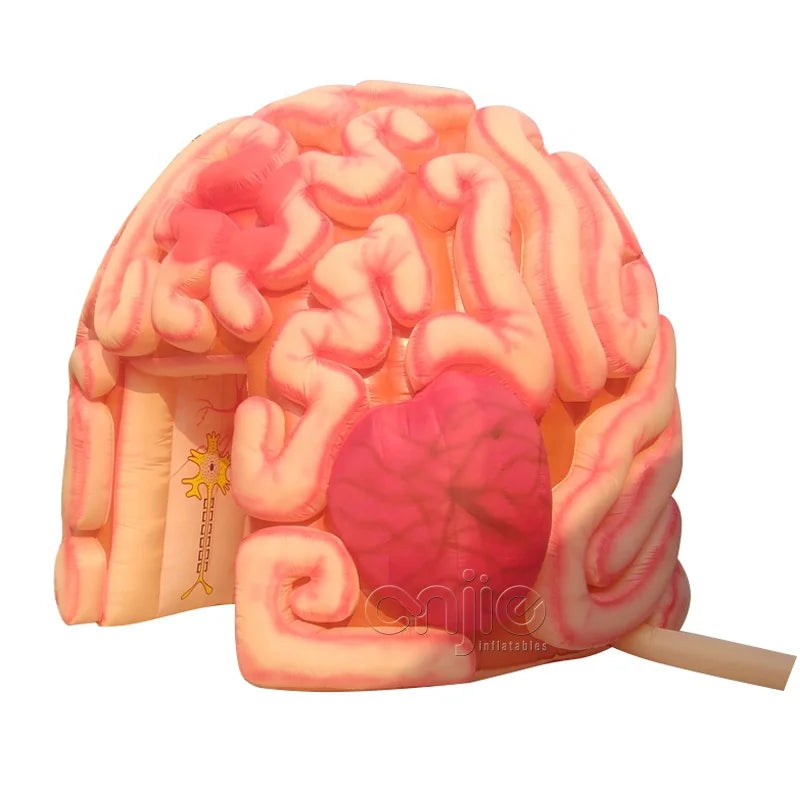 Medical Inflatables Exhibit Inflatable Human Organs Educational Brain Models