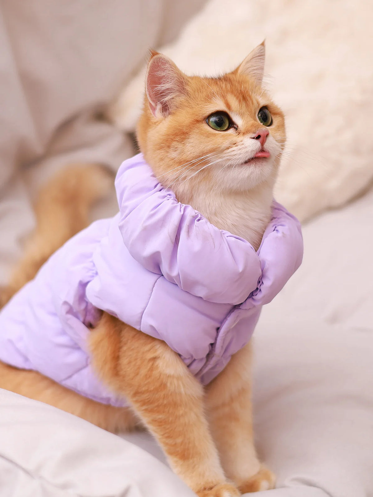 Three-Layer Winter Dog Jacket For Small And Medium Dogs