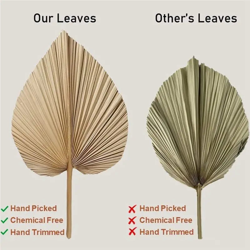 Fresh 4 Pieces Natural Dried Palm Leaves Home Furnishing Palm Leaves Perfect For Palm Leaf Decor, Boho Decor, Home Decor, Weddin