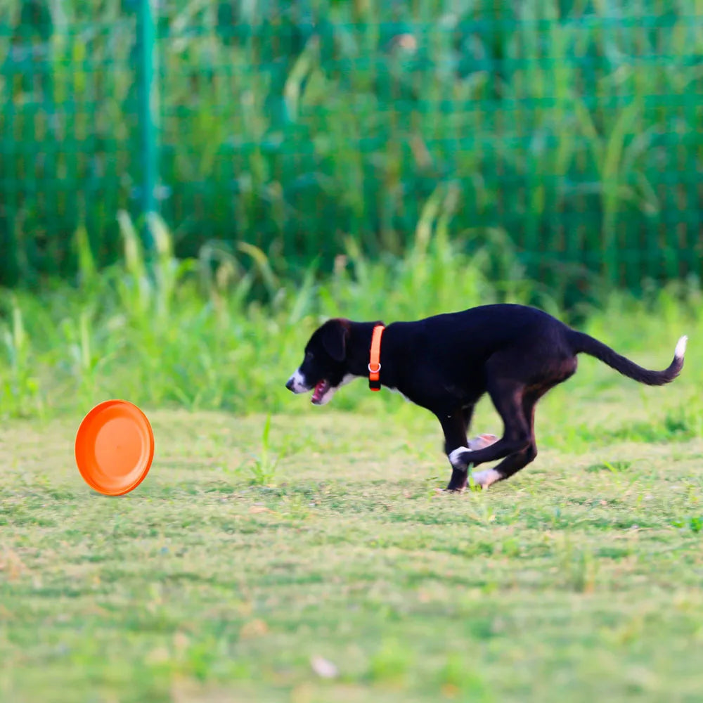Durable Dog Training Disc Toy – Lightweight, Easy to Catch